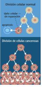 Células Cancerosas